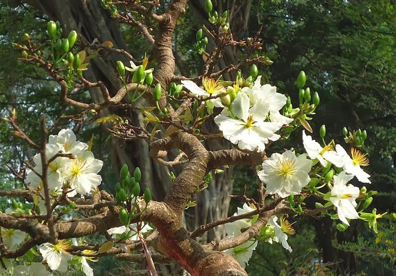 Mai trắng