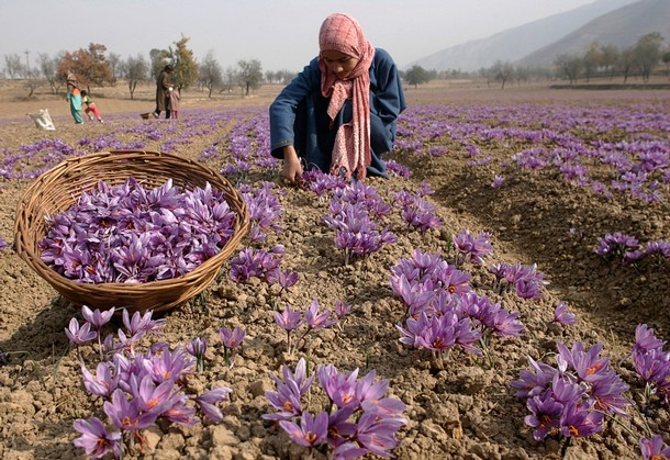 Saffron Plant