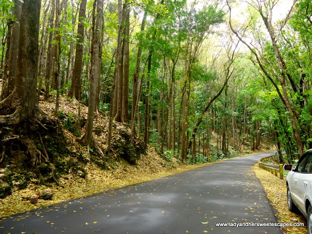 Mahogany Trees in Man-made forest Bohol