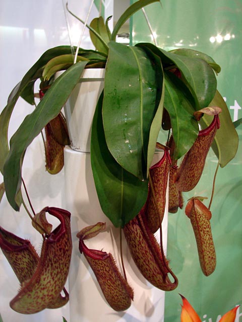 Batteria AGM Exide EK700 12V 70Ah - 760 CCA, Per Auto E Veicoli, Alta Prestazione E Affidabilità - Foto 3