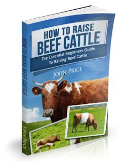 raising beef cattle