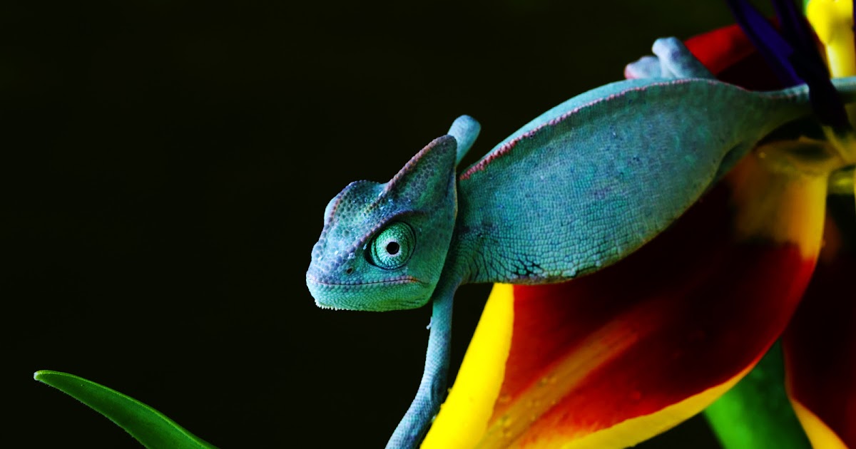 Chameleon Wallpapers ~ HD Wallpapers | Free Desktop Wallpapers | High