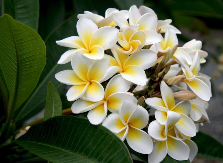 Bunga Dengan Wangi Terbaik Di Dunia