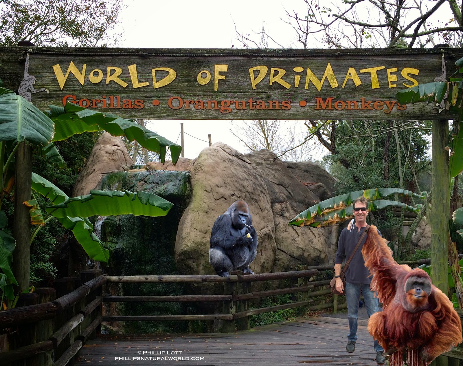 World of Primates Phillip's Natural World