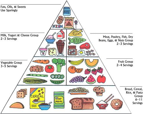 Primary homework help indian food Primary homework help indian food
