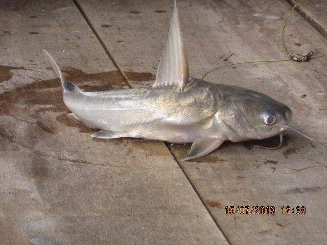 Ikan duri laut