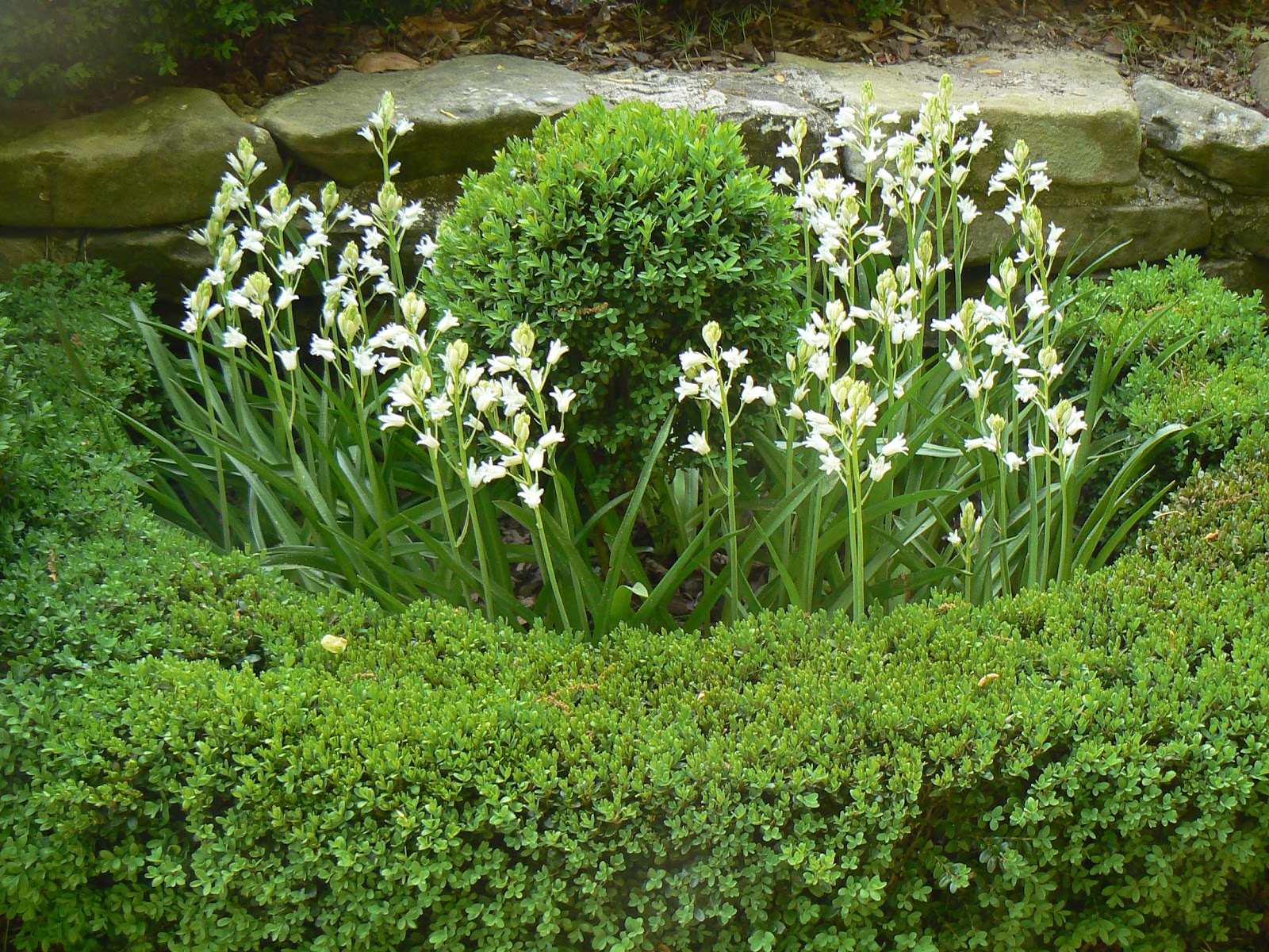 Home And Garden Best Plants For Having Garden Hedges