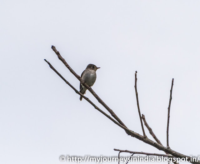 Thattekad Brown breasted flycatcher