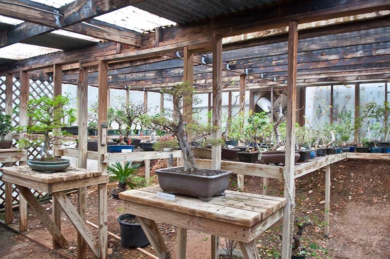 Walter's Travelogues Central Texas Bonsai Exhibit