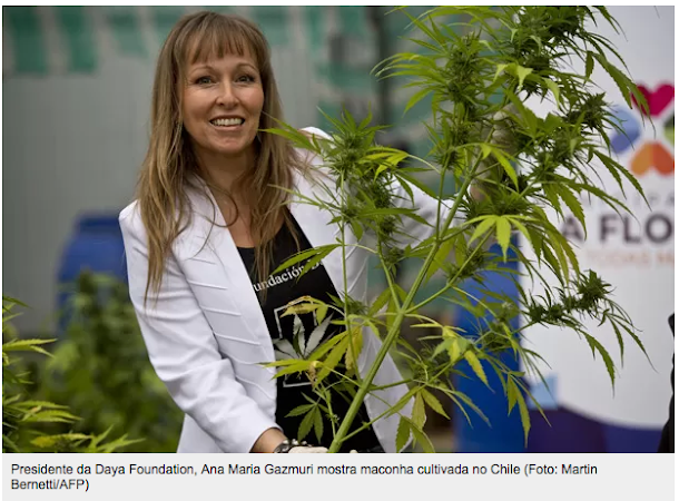 Iniciada a Colheita de 400 Pés de maconha Regulamentada Para Uso Medicinal Contra o Câncer no Chile Iniciada a Colheita de 400 Pés de maconha Regulamentada Para Uso Medicinal Contra o Câncer no Chile