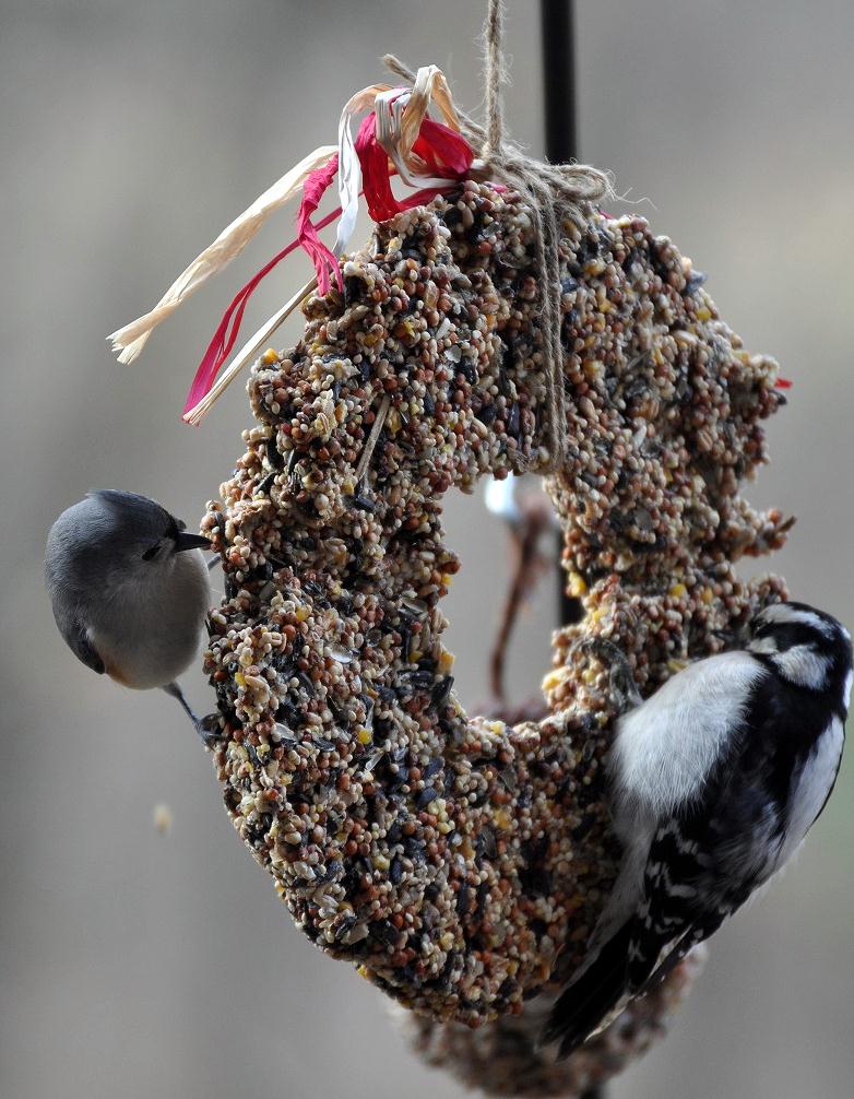 Rebecca's Bird Gardens Blog DIY Birdseed Wreaths