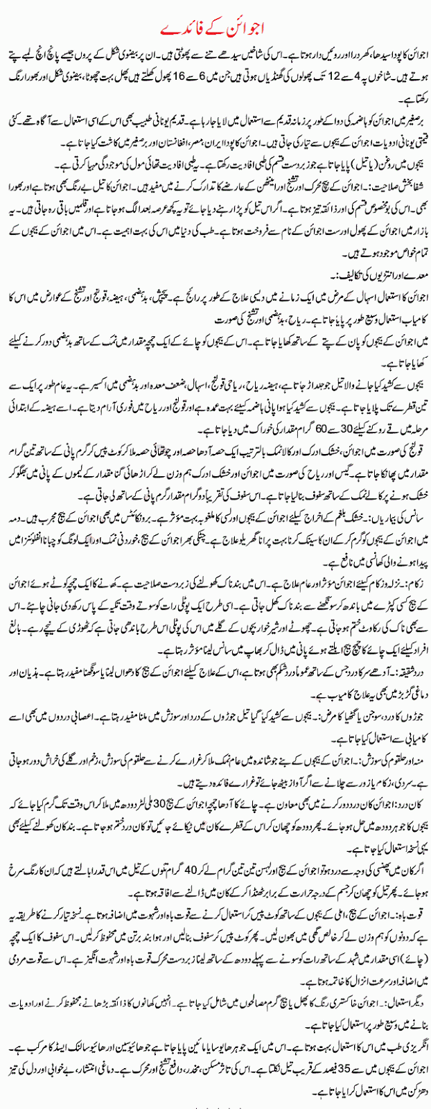 Ajwain Benefits in Urdu Carom Seeds Beauty Info Korner Beauty Info korner