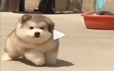 DOG VIDEO FUNNY