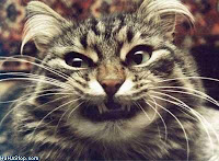 No Holding Back: Top Nine Things that Cat Owners May Not Want to Hear