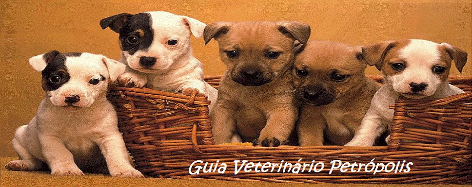        Guia Veterinário Petrópolis