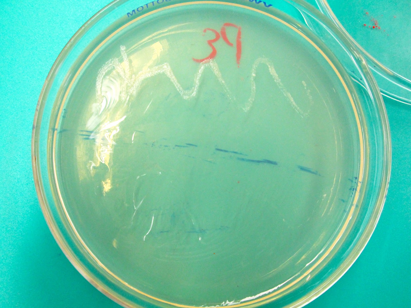 Medical Microbiology