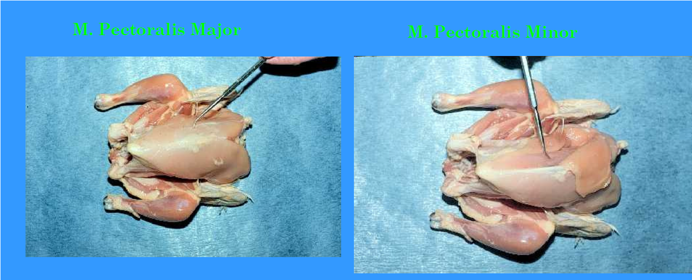 Poultry Management.: Anatomy and Physiology of the Chicken