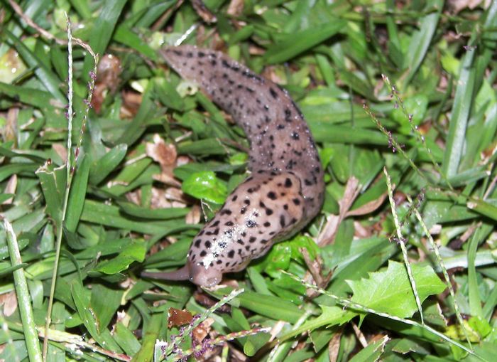 Image result for Vinegar on Plants