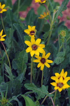 Chocolate Flower, Berlandiera lyrata