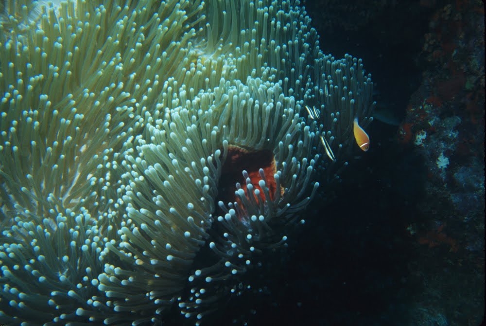 Magnificent Sea Anemone 10