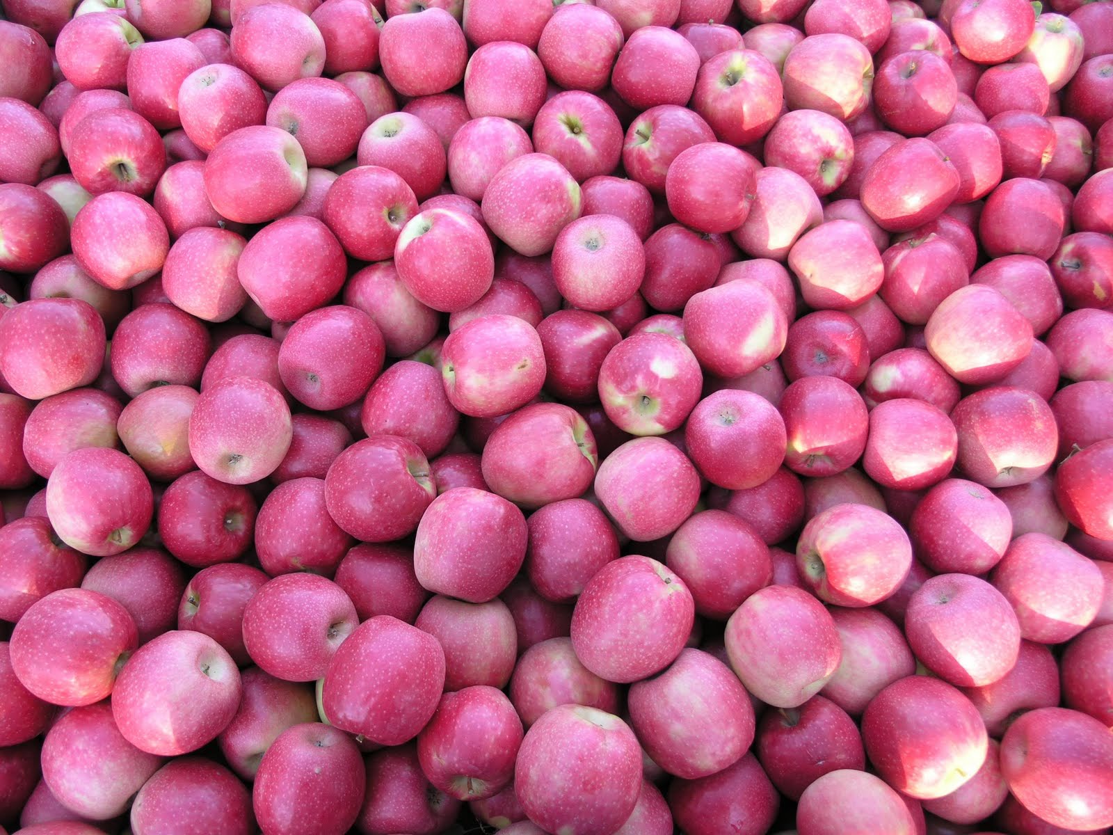 Apple Cripps Pink
