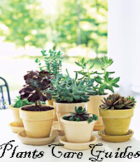 Tips and Guides for Plant Care 