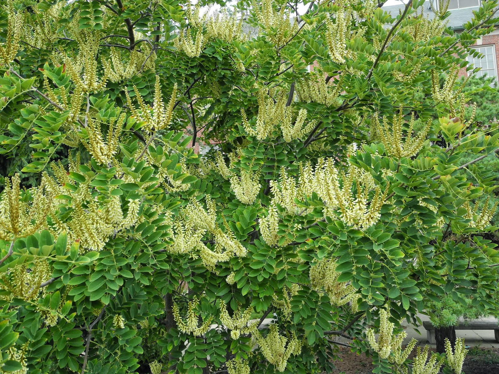 June Blooms In My Georgia Garden Bottlebrush Buckeye