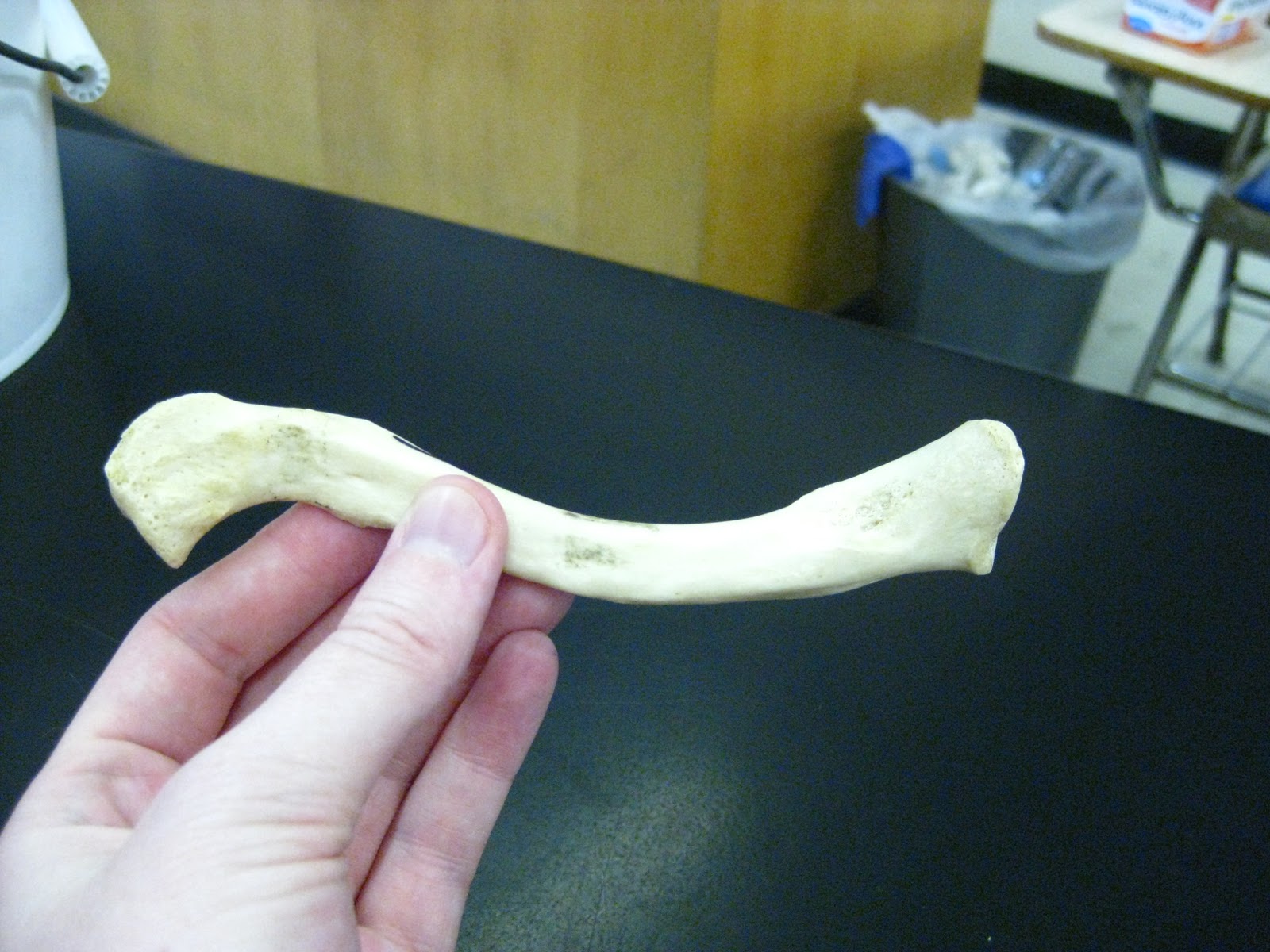 Boned Human Skeleton clavicle
