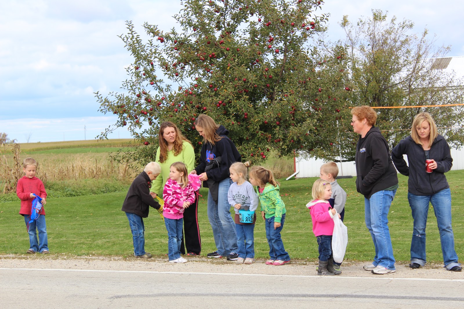 Singapore Plants Lover South Africa S National Flower Protea