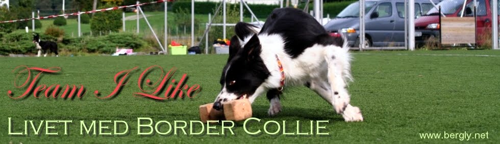 .: Team I Like :. Livet med Border Collie