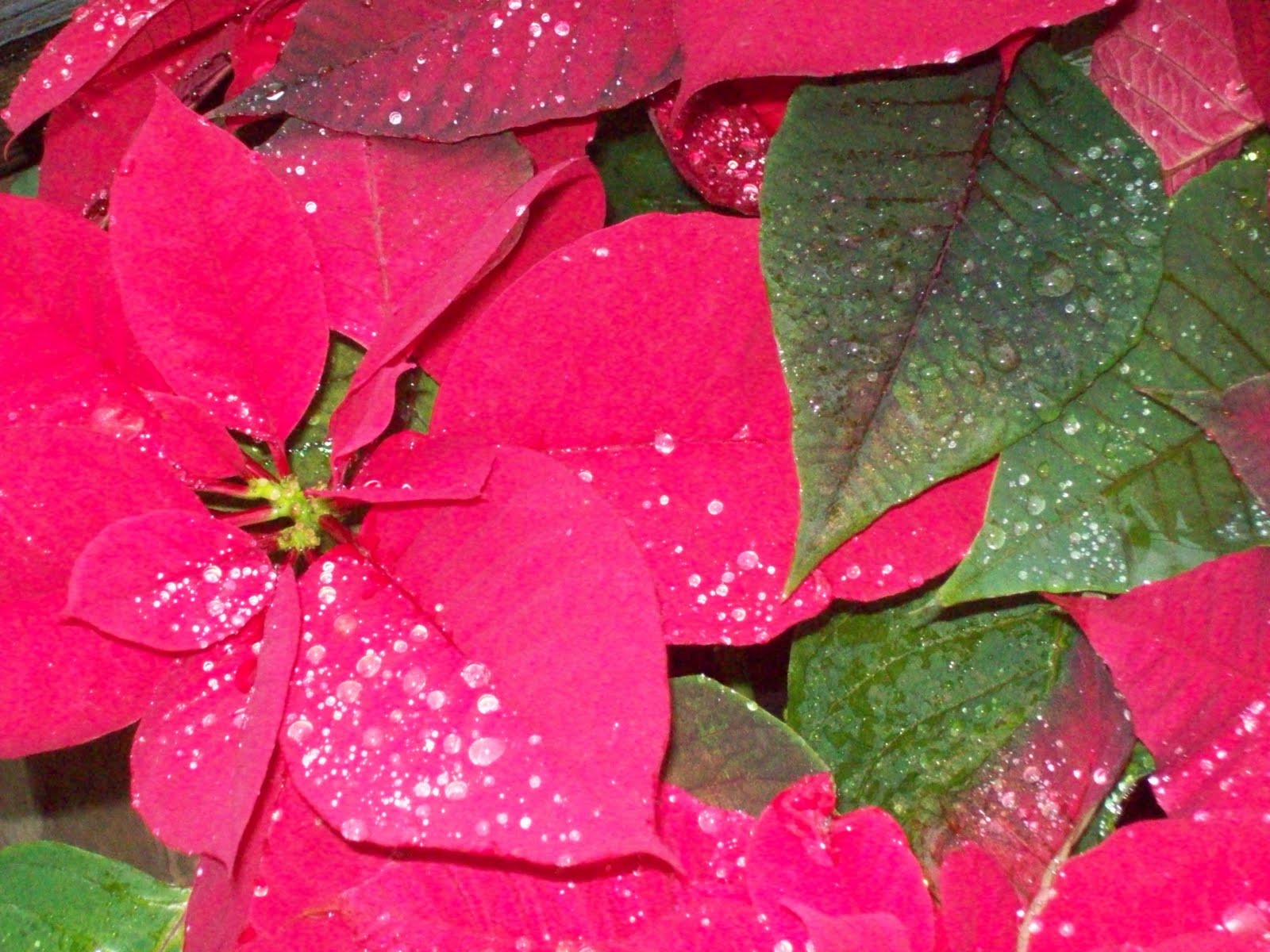 Winterblumen kiste Arts in the Family: 2012-01-01