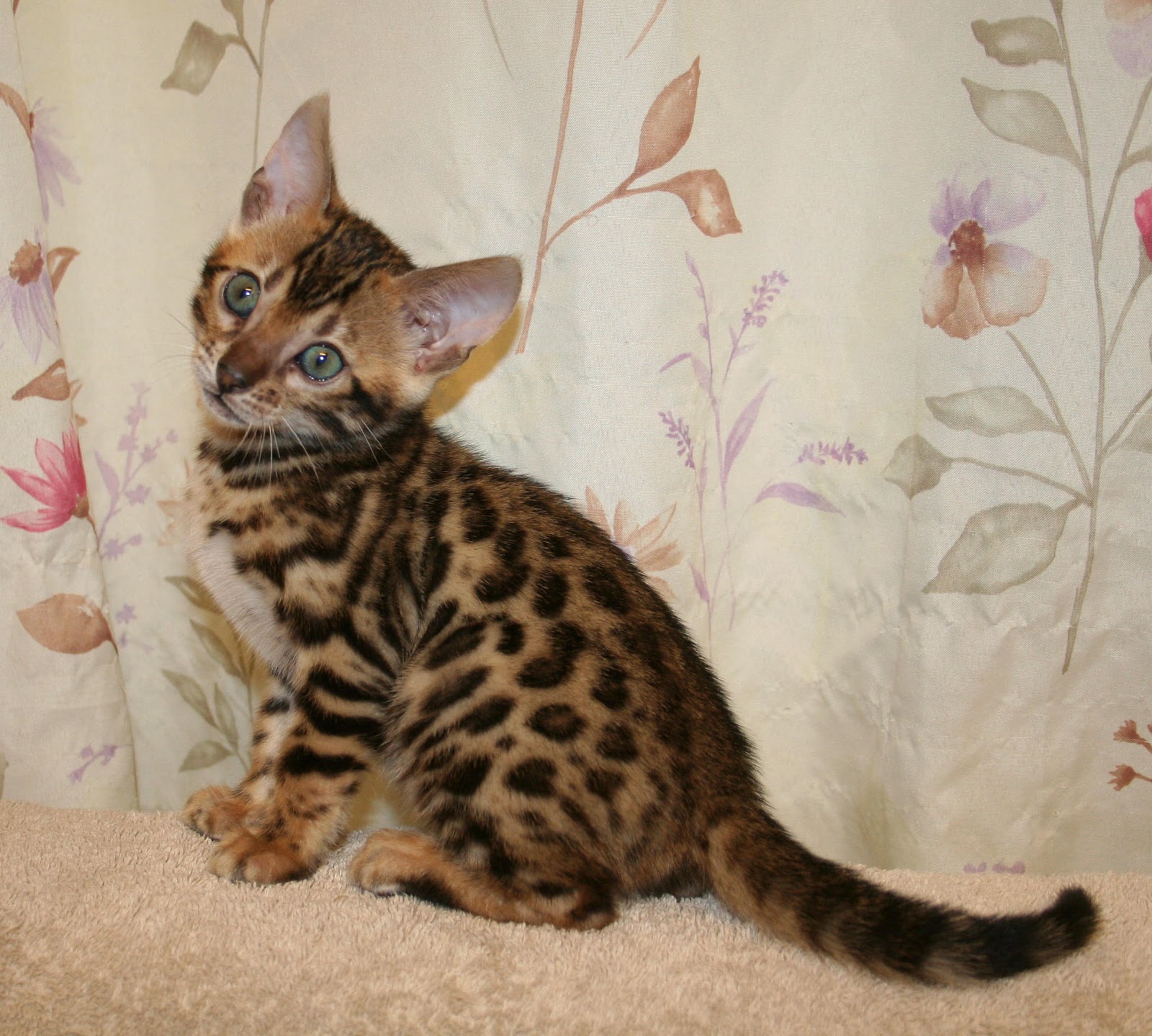 Bengal Cats | Cute Cats