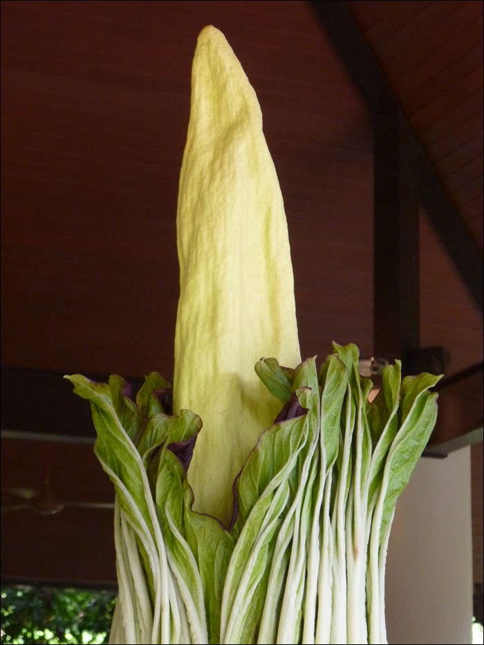 The biggest and stinkiest flower in the world. Strange and Amazing