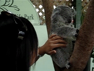 funny animal gifs, koala being tickle