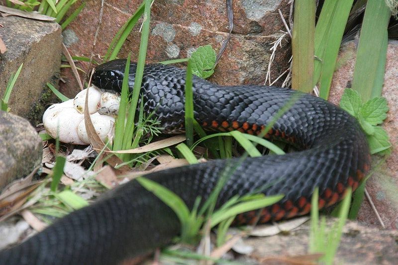 Animal Pictures Red Bellied Black Snake