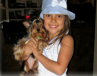 our heavenly yorkies yorkie hairstyle galleries our heavenly yorkies yorkie hairstyle galleries