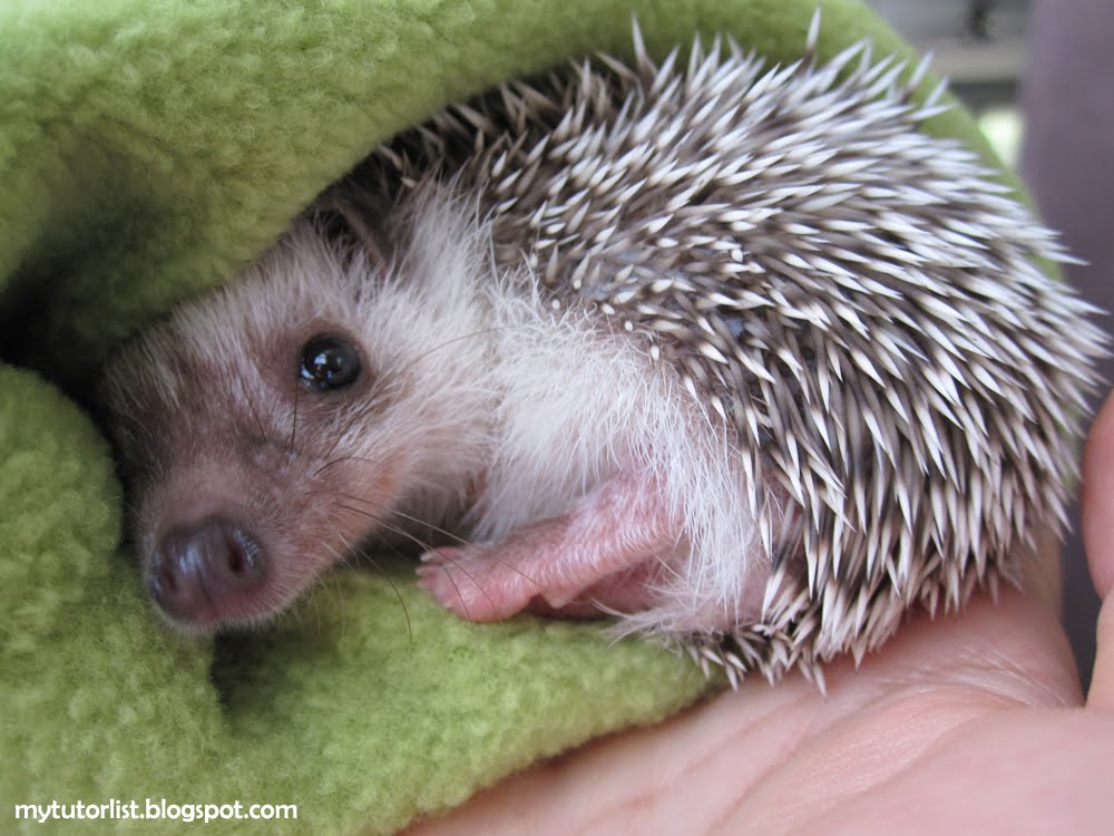 Baby Hedgehog Pics
