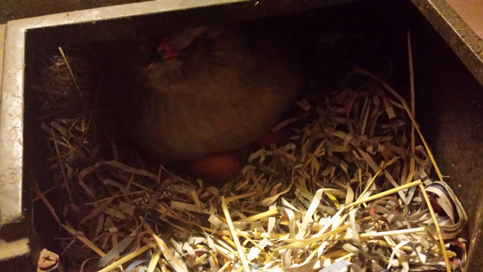 Setting fertile eggs under a broody hen... our experiance!