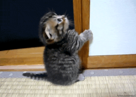 Funny cats - part 163, best cat gifs, cute cat gif, adorable cats