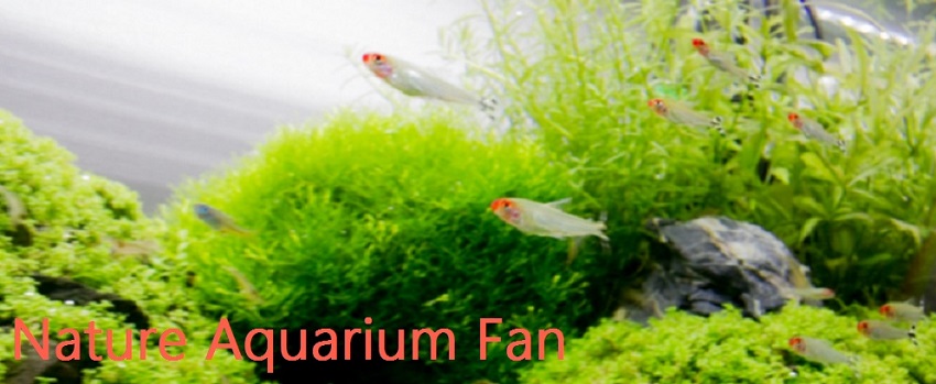 Nature Aquarium Fan