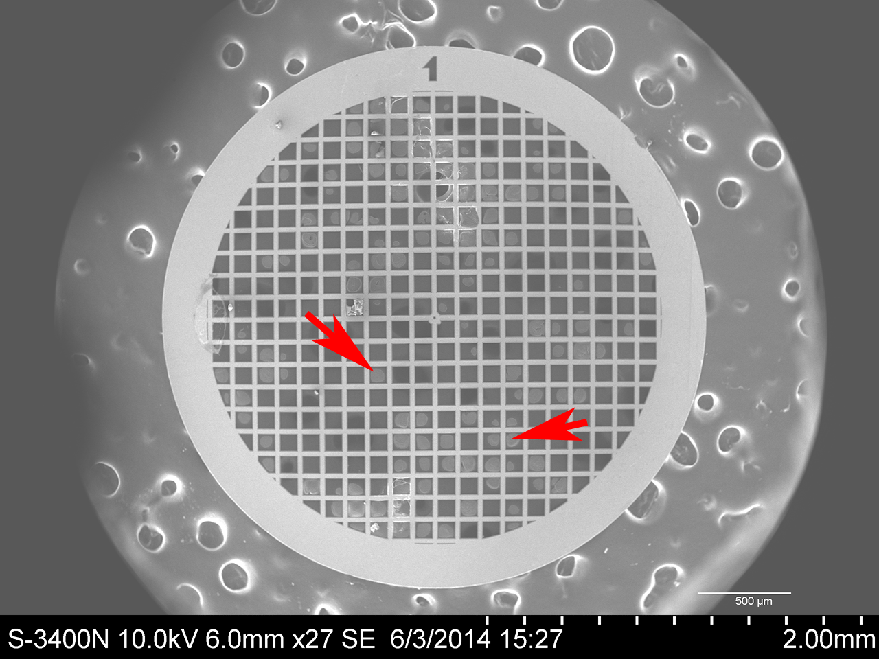 Scanning Electron Microscope Blog Imaging Bacteria in the Scanning