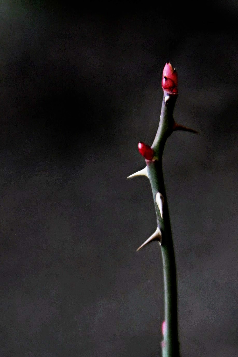 Clarissa Johal Paranormal WednesdayModern Age Vampires