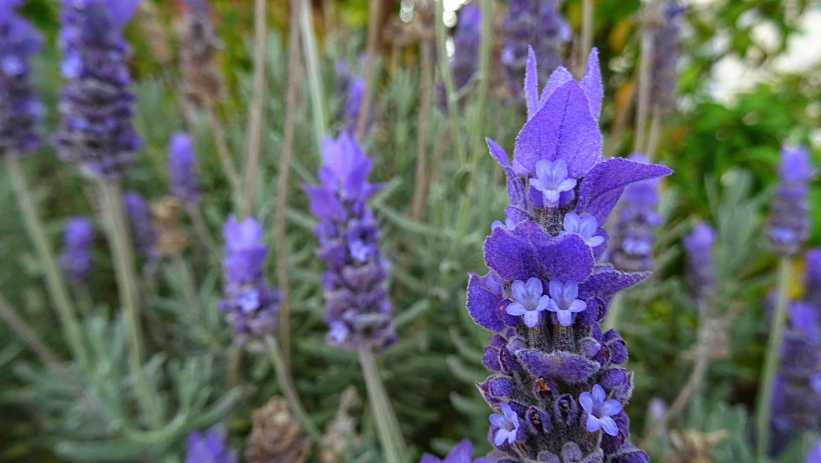 NixPixMix FRENCH LAVENDER