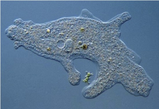 K%C3%B6k-Ayakl%C4%B1lar-Nedir2-550x376.j