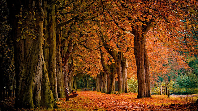 Autumn Park HD Wallpapers