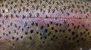 Rainbow trout skin