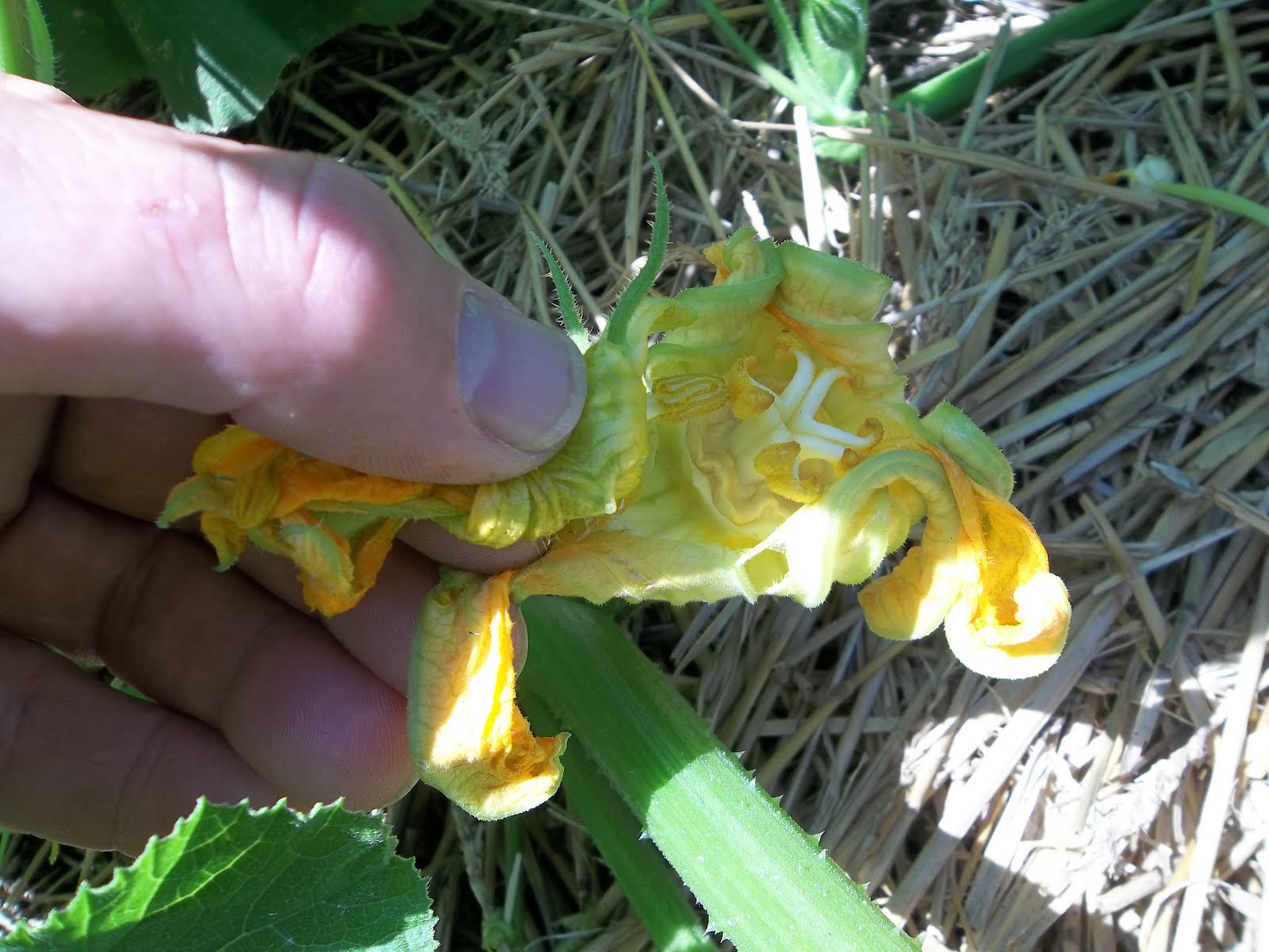 I Grow Vegetables How to Hand Pollinate a Pumpkin