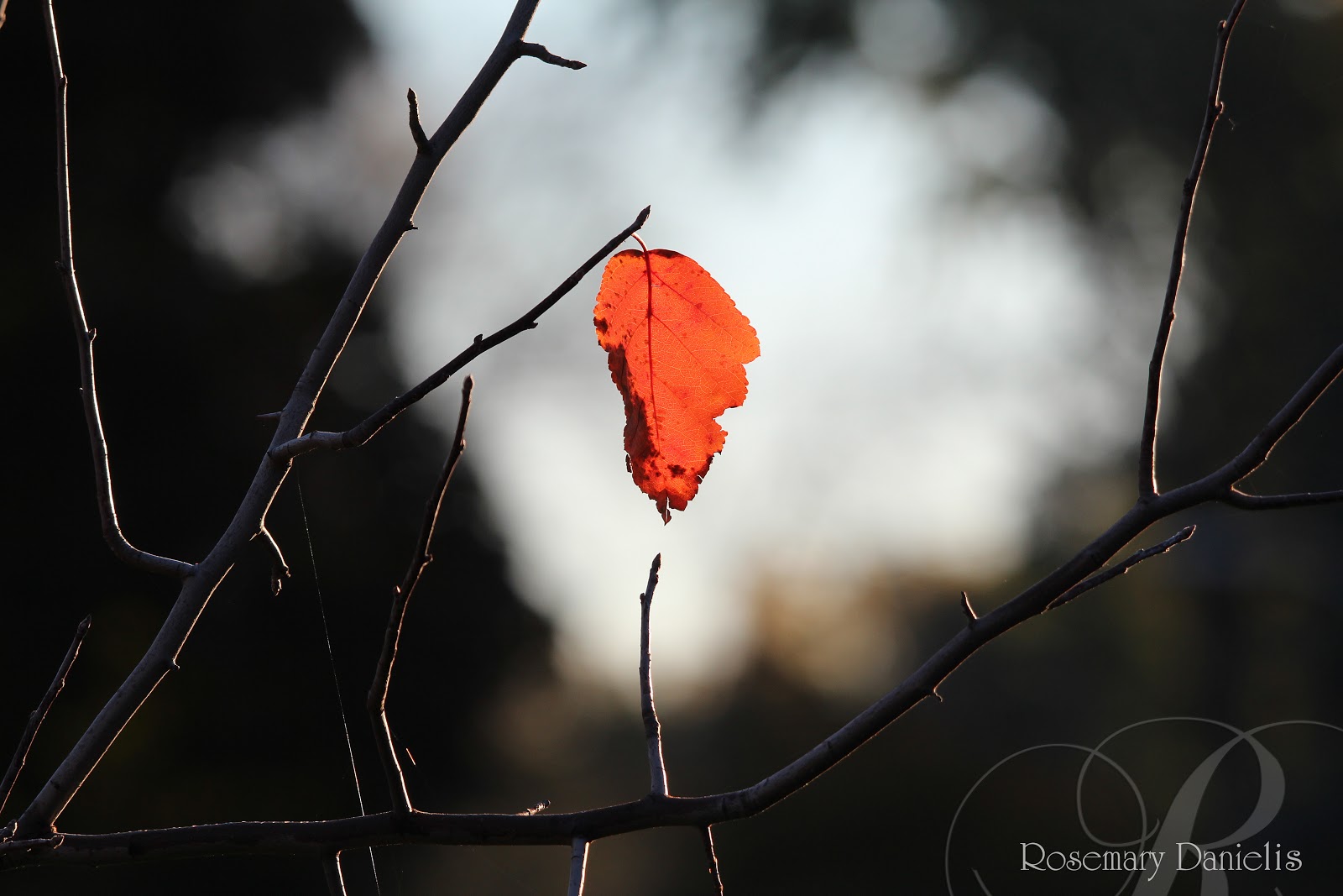 last leaf character anaysis last leaf character anaysis