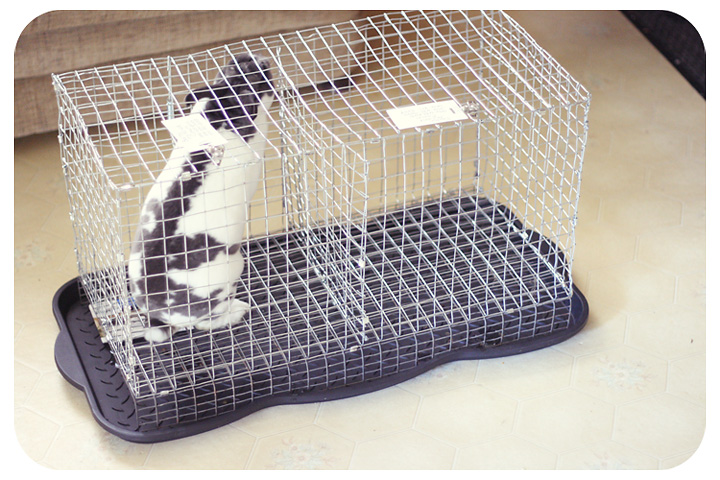 3 hole rabbit transport cage