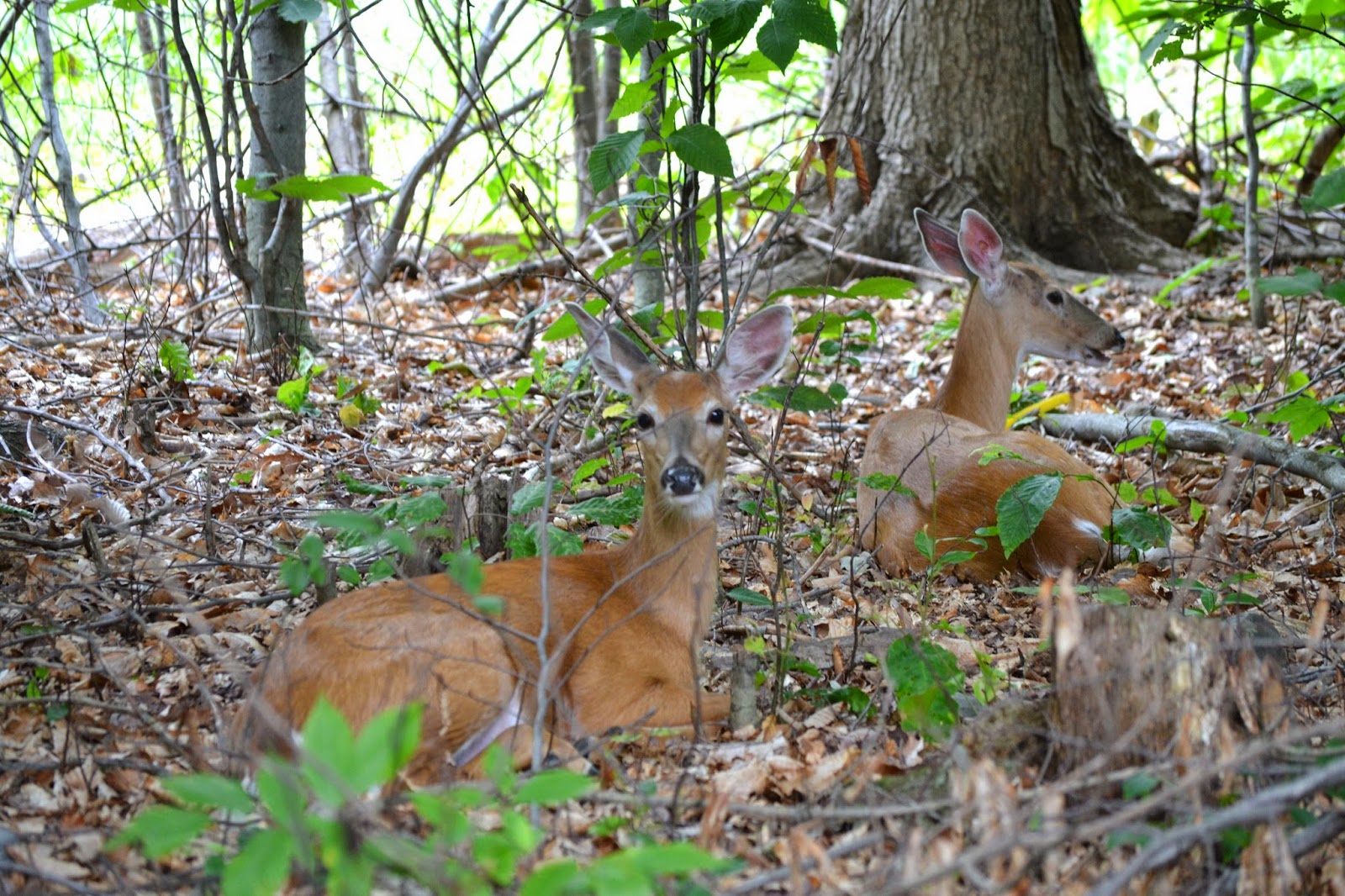 Janie's Pocono Mountain Garden Spring And Early Summer In The Poconos